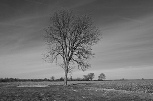 'Lost Homes - Levy' by Bruce Morton