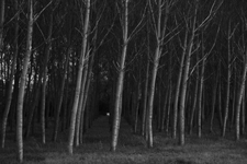 'Woods, Chinon, France' by Alex Nyerges