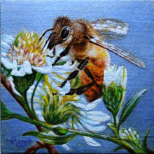 'Honeybee on Wild Aster' by Carolyn Hietala