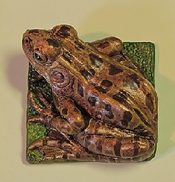 'Leopard Frog Adapting to Life in a Three Inch Square' by Frank E. Heller