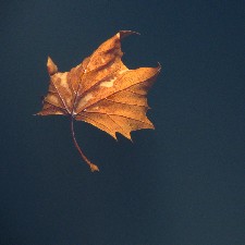 'Adrift in the Wind' by Mark J. Shively